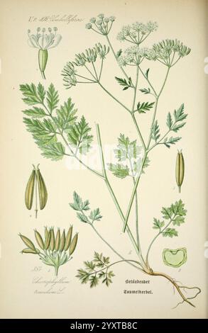 Prof. Dr. Thomé's Flora von Deutschland, Österreich und der Schweiz, in Wort und Bild, für Schule und Haus, mit Tafeln von Walter Müller. Gera-Untermhaus, F.E. Köhler, 1886-1934, plants, Germany, Austria, Switzerland, Apiaceae, floras, Cryptogamia, The illustration showcases the detailed anatomy of the plant known as ''Carum carvi, ' commonly referred to as caraway. Various parts of the plant are depicted, including the delicate white flowers at the top, feathery green leaves, and distinct seed pods. The composition highlights the botanical features critical for identification, with label Stock Photo