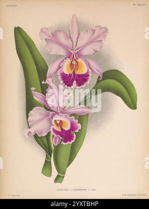 Lindenia Gand [Belgium] Impr. F. Meyer-van Loo 1885-1906 classification guidebooks identification nomenclature popular nomenclature Orchidaceae orchids pictorial works terminology flowers stems leaves, An enchanting depiction of the Cattleya labiata orchid, showcasing its vibrant blossoms. The elegant petals are adorned in shades of soft lavender, with striking deep purple markings that accentuate the central lip. Flourishing from a pair of lush green leaves, this illustration highlights the orchid’s natural beauty and intricate details. Delicate shading creates a sense of depth, enhancing the Stock Photo