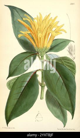 Curtis's Botanical Magazine London New York etc. Botany Periodicals Pictorial Works Curtis, This illustration showcases a vibrant flower with bright yellow petals, radiating outward in a striking arrangement. The elongated leaves, characterized by their smooth texture and pronounced veins, frame the flower, enhancing its beauty. The design captures the intricate details of the flower's structure, including the delicate stamens that extend prominently from the center. This artistic representation emphasizes the natural elegance and complexity of the plant, highlighting its unique features and t Stock Photo