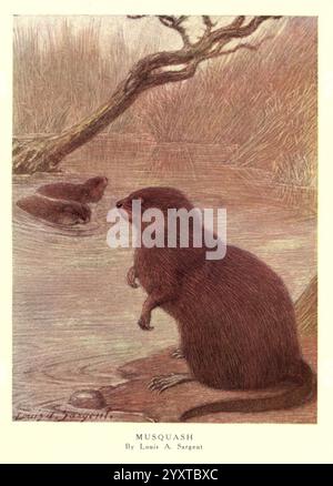 A muskrat is seen in its natural habitat at Seedskadee National ...