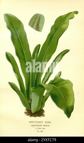Favourite flowers of garden and greenhouse, London and New York, Frederick Warne & Co, 1896-97, France, 19th century, icones, floriculture, chromolithography, plants ornamental,, The illustration features a Bird's-Nest Fern, scientifically known as Asplenium nidus. The plant displays long, glossy leaves that radiate from a central rosette, resembling a bird's nest. The fronds have a smooth texture and showcase a rich green color, with some leaves displaying subtle folds. Above the main plant, a single leaf is depicted, highlighting its distinct shape and vein pattern. The illustration is label Stock Photo