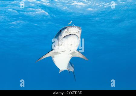 tiger shark, Galeocerdo cuvier, with juvenile yellow jack, Carangoides bartholomaei, Grand Bahama, Bahamas, Atlantic Ocean Stock Photo