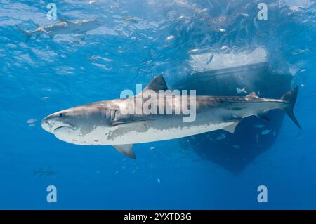 tiger shark, Galeocerdo cuvier, and lemon shark Negaprion brevirostris, swimming under liveaboard vessel, M/V Shear Water, Grand Bahama, Bahamas, Atla Stock Photo