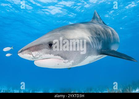 tiger shark, Galeocerdo cuvier, with juvenile yellow jack, Carangoides bartholomaei, Grand Bahama, Bahamas, Atlantic Ocean Stock Photo