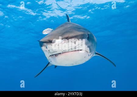 tiger shark, Galeocerdo cuvier, with juvenile yellow jack, Carangoides bartholomaei, Grand Bahama, Bahamas, Atlantic Ocean Stock Photo