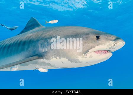 tiger shark, Galeocerdo cuvier, with juvenile bar jack, Caranx ruber, juvenile yellow jack, Carangoides bartholomaei, and slender sharksucker, Echenei Stock Photo