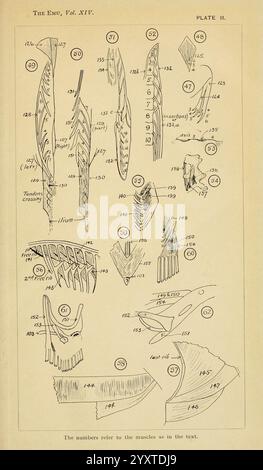 Emu Lablled A comprehensive bird illustration series showcasing detailed images of ...