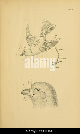 This illustration depicts various parts of bird anatomy, labeled for ...