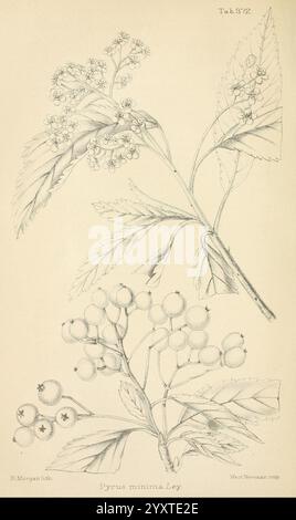 Journal of Botany, British and Foreign London Robert Hardwicke 1863-1942 Botany Great Britain Periodicals Plants, The illustration showcases two detailed botanical studies of the Pyrus minima Ley plant. The upper section features delicate clusters of small white flowers along with intricate leaves, highlighting the plant's floral structure and leaf shape. Below, the lower section presents a close-up of small, round fruit, depicting their texture and arrangement on the branches. The nuanced details capture the unique characteristics of the species, providing a comprehensive view of both its flo Stock Photo