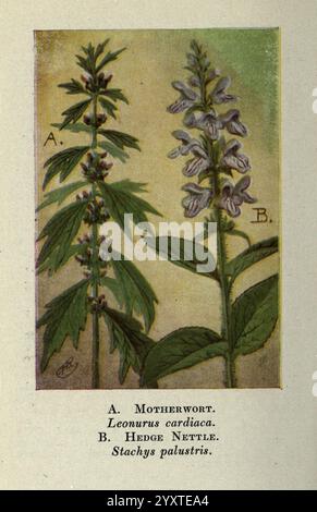 Wild, flowers, east, of, the, Rockies, New York,1910, united, states, wildflowers,, The illustration features two distinct plants side by side. On the left, labeled as A, is Motherwort, scientifically known as Leonurus cardiaca. This plant showcases serrated green leaves and clusters of small, tubular purple flowers that are characteristic of its species. To the right, labeled as B, is Hedge Nettle, identified by its scientific name Stachys palustris. This plant displays a whorled arrangement of leaves and prominent spikes of pale lilac flowers. Both plants are depicted in a way that highlight Stock Photo