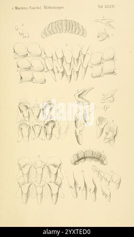 Conchologische Mittheilungen als Fortsetzung der Novitates conchologicae, bd 13, Cassell, T Fischer, 1880, shells, mollusks, This visual representation features a series of detailed illustrations showcasing various conchological structures, specifically focusing on the diverse forms of shells. The arrangement includes multiple rows and columns, each depicting different types of shells or shell fragments, displaying their unique shapes and anatomical features. The drawings emphasize the intricate patterns and textures found on the shell surfaces, providing an educational insight into the comple Stock Photo
