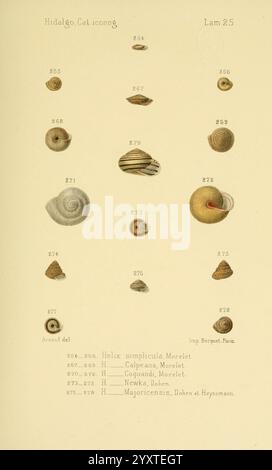 Catalogo iconografico y descriptivo de los moluscos terrestres de ...