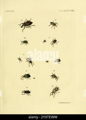 J. E. Voet M. Doct Catalogus Systematicus Coleopterorum La Haye Chez G ...