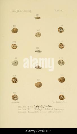 Illustrated work on the classification of mollusks, featuring detailed ...