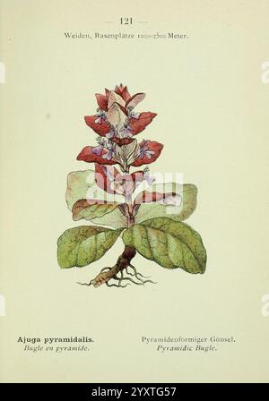 Alpen-Flora, Heidelberg, C. Winter, 1906, alps, mountain plants, pictorial works, pyramidal bugle, The illustration features a detailed botanical depiction of Ajuga pyramidalis, commonly known as the pyramidal bugle. The plant is characterized by its vibrant green leaves that grow close to the ground, with a prominent flowering spike adorned with clusters of small, tubular purple flowers. The intricate details highlight the leaf textures and the arrangement of the flowers, capturing the essence of this mountainous plant, which thrives in alpine meadows and rocky slopes. Accompanying the illust Stock Photo