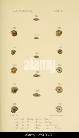 Catalogo iconografico y descriptivo de los moluscos terrestres de ...
