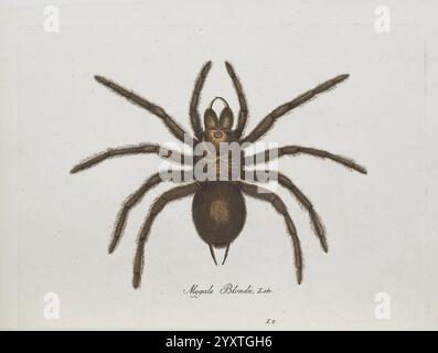 Monographia Aranearum = Monographie der Spinnen, Nurnberg, Lechner, [182, Museums Victoria, spiders, spider, arachnids, Arachnida, Mygale blondii, Mygale, blondii, Theraphosa, Goliath, bird-eating, Araneae, Araneae, taxonomy: family = Theraphosidae, Theraphosa, blondi, Goliath bird-eating spider, Theraphosa blondi, An intricately detailed illustration of a spider, showcasing its distinctive features. The spider is depicted with a well-defined cephalothorax and distinct legs, each articulated to highlight the segmentation and texture of the body. Its large, prominent eyes are clustered at the f Stock Photo