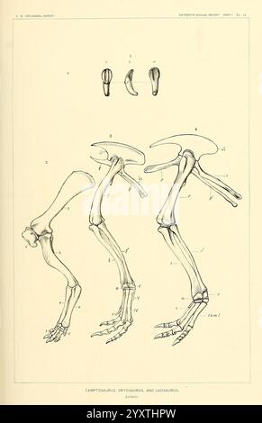 The dinosaurs of North America - A Comprehensive Study of North ...