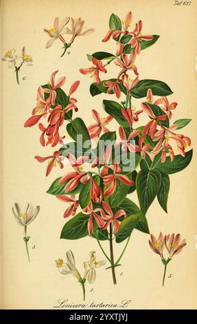Gartenflora, Erlangen, F. Enke, 1852-1940, botany, gardening, Germany, periodicals, plants ornamental, plant, flower, A botanical illustration featuring a detailed portrayal of the Honeysuckle plant, specifically ''Lonicera tatarica L.'' The central focus is a lush branch adorned with clusters of vibrant pink flowers surrounded by deep green leaves. Scattered around the main illustration are smaller depictions of flower variations—some in soft white and others in delicate shades of pink—highlighting the plant's diversity. Each flower is meticulously labeled with corresponding numbers for refer Stock Photo