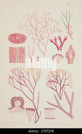 Nereis australis, Algae of the southern ocean, London, Reeve Brothers, 1847-1849, seaweed, Indian Ocean, Antarctica, Pacific Ocean, algae, Museum Victoria, marine algae, William Henry Harvey, artist , marine biodiversity, atlas, This illustration showcases a variety of marine algae, meticulously rendered to highlight their intricate structures and forms. The composition features different species, displaying their distinctive shapes—from branching fronds to more rounded, cell-like forms. The use of soft, muted hues accentuates the delicate details of each specimen, including textures and patte Stock Photo