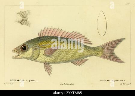 Histoire naturelle des poissons Paris Chez F. G. Levrault 1828-1849 Ichthyology Fishes, The illustration features a detailed depiction of a fish, showcasing its distinct anatomical features and vibrant coloration. The body is streamline and somewhat elongated, characterized by a blend of green and yellow hues along the sides, transitioning to a pale underside. A prominent eye captures attention, surrounded by delicate scales that reflect subtle gradients. The dorsal fin is elaborate, with long, pointed rays extending upwards, while the pectoral fin is rounded and offers a contrast with its sof Stock Photo