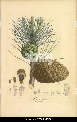Pine Tree Struct Two immature green pine cones hang from a branch of a pine tree ...