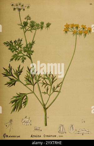 American, medicinal, plants, New York, Boericke & Tafel, c1887, botany, medical, United States, Aethusa cynapium, medical botany, A detailed botanical illustration of the plant *Aethusa cynapium*, commonly known as fool's parsley. The plant features delicate, fern-like leaves and umbels of small yellow flowers at the top of thin stems. Accompanying the main illustration are sketches of various parts of the plant, including seeds and leaf structures, providing a comprehensive reference for identification. The overall composition highlights the plant's intricate features and serves as an educati Stock Photo