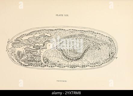 The, anatomy, physiology, morphology, and, development, of, the, blow-fly, (Calliphora erythrocephala). London, Published, for the, author by, R. H. Porter, 1890-95, blowflies, Woods Hole,, An intricate illustration depicting the detailed anatomy of a cross-section of a biological specimen, showcasing various cellular structures and complex patterns. The diagram captures the organization of tissues, emphasizing the layers and their textures. This scientific representation serves as a valuable reference for understanding the morphology and relationships between different components within the o Stock Photo