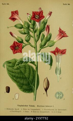 mold on tobacco leaf Tobacco