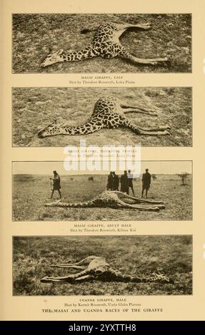 Life-histories of African game animals New York, C. Scribner's Sons, 1914, Africa, East, Giraffe, Mammals, Rothschild's Giraffe, Masai Giraffe, Giraffidae, Giraffa camelopardalis rothschildi, Giraffa camelopardalis tippelskirchi, The scene depicts various instances of giraffes that were shot, showcasing different ages and genders. In the first panel is a calf, identified as a Masai giraffe, lying on the ground. Following that, a young female Masai giraffe is shown in a similar position. The third panel features an adult female Masai giraffe with several figures in the background, likely hunter Stock Photo