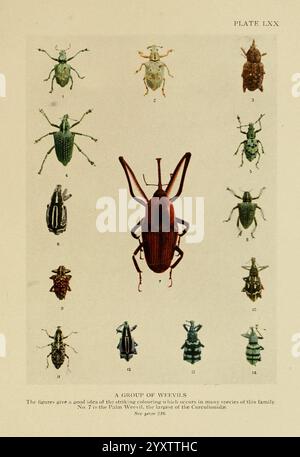 This collection features various species of weevils (Curculionidae), a ...