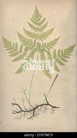 Our native ferns, or A history of the British species and their varieties, London, Groombridge, 1865-1867, ferns, Great Britain,, A delicate illustration of a fern showcases its intricate fronds, expertly detailed to highlight the fine texture of each leaf. The plant is depicted with a sturdy root structure that extends below the soil surface, demonstrating its connection to the earth. The elegant curves of the fronds and the subtle variations in the shading bring the botanical specimen to life, emphasizing the beauty of natural forms and the complexity of plant anatomy. The background is mini Stock Photo