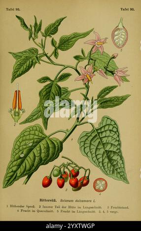 Die Giftpflanzen Deutschlands, Braunschweig, F. Vieweg, 1910, Germany, Poisonous Plants, The illustration depicts the botanical details of the Bittersweet plant, scientifically known as Solanum dulcamara L. The layout includes labeled parts of the plant, featuring a flowering stem adorned with delicate purple, star-shaped flowers and bright red berries. The image highlights various anatomical sections, including a close-up of the flower in different perspectives and the cross-section of the fruit, showcasing its structure. Additional labels indicate details such as the sprouting stem and the a Stock Photo