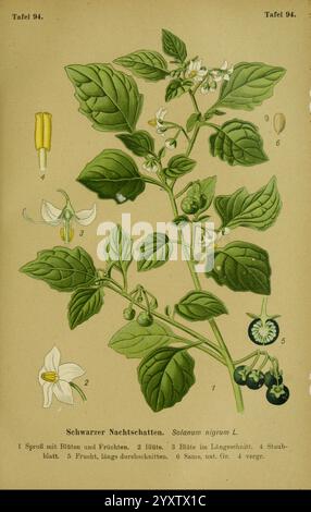 Die Giftpflanzen Deutschlands, Braunschweig, F. Vieweg, 1910, Germany, poisonous plants, This illustration depicts the plant Solanum nigrum, commonly known as Black Nightshade. The drawing features a detailed view of the plant with labeled components, including the sprout with leaves and fruits, the flowers with distinct white petals, and the elongated leaves. Various stages of the plant's growth are presented, highlighting the small, round, dark berries that are characteristic of the species. The illustration serves both educational and botanical purposes, showcasing the structure and feature Stock Photo