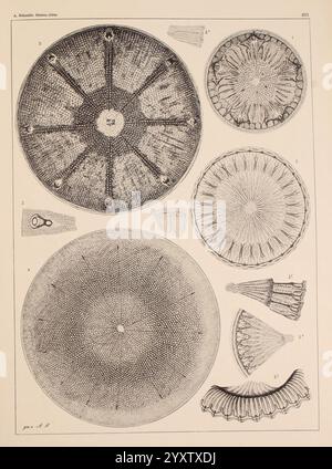 Atlas der Diatomaceen-Kunde Leipzig O.R. Reisland 1874-19 atlases bacillariophyceae, The illustration showcases a series of intricate scientific drawings featuring various types of diatoms, which are a group of microalgae characterized by their unique silica cell walls. The central circular structures highlight elaborate patterns and textures, each labeled with numerical references for identification. Surrounding these main forms are additional smaller specimens, demonstrating an array of distinct shapes and designs, including spiral and frilled forms. This detailed depiction emphasizes the di Stock Photo