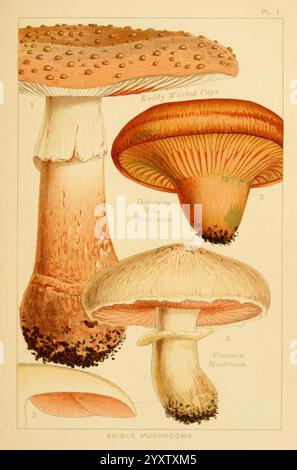 Edible and poisonous mushrooms: London, Society for Promoting Christian Knowledge, 1894, Great Britain, mushrooms, The illustration showcases a variety of edible mushrooms, each distinctly labeled. Stock Photo