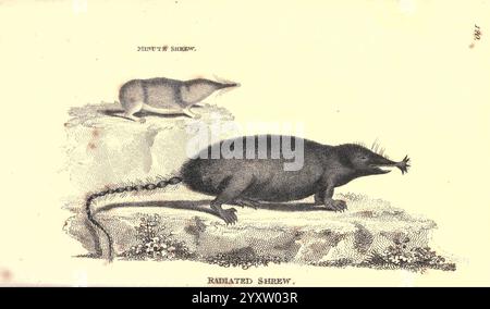 General Zoology, or Systematic Natural History pt. 2. London, Printed for G. Kearsley, 1800-1826. Mole Shrew Zoology Star-nosed Mole Sorex Condylura Cristata Sorex Minutus Soricomorpha Talpidae Scalopinae Eurasian Pygmy Shrew Sorex Minutus Condylura Cristata Asia Animal North America Animal Europe Animal, The illustration depicts two distinct species of shrews positioned on rocky surfaces. The upper figure represents the Smaller shrew, characterized by its slender body and fine features, giving it an agile appearance. Below, the Radiated shrew is shown with a more robust body and a distinctive Stock Photo