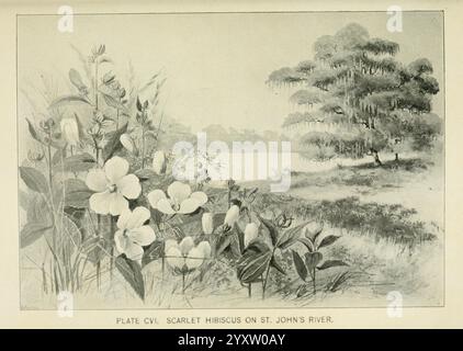 Southern wild flowers and trees, New York, Stokes [1901], botany, flowers, southern states, trees, women in science, Marian Ellis Ryan Rowan,, The scene showcases a serene landscape along the St. Johns River, characterized by a gentle flow of water reflecting the surrounding flora. In the foreground, an array of delicate flowers, including vibrant hibiscus and other native plants, create a vivid tapestry of nature. The lush greenery is contrasted by tall trees in the background, where their foliage offers shade and a sense of tranquility. The horizon hints at a distant, misty view, suggesting Stock Photo