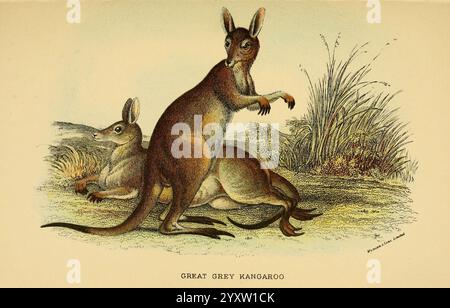 A hand-book to the marsupialia and monotremata, London, E. Lloyd, 1896, marsupials, monotremes, Australia, Macropus giganteus, Australia, great grey kangaroo, Macropus giganteus, marsupialia, eastern grey kangaroo, Richard Lydekker,, The illustration depicts two great grey kangaroos in a natural setting. One kangaroo stands upright with its head turned slightly as if alert to its surroundings, showcasing its distinctive large ears. The other kangaroo is positioned lying on the ground, blending harmoniously with the earthy tones of the landscape. Both animals are illustrated with attention to d Stock Photo