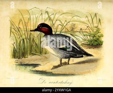 Onze vogels in huis en tuin, Leyden, P.W.M. Trap, 1869-1876, birds, Netherlands, Anas crecca, Earth Day, John Gerrard Keulemans, ornithology, John Gerrard Keulemans, Netherlands, A beautifully illustrated duck stands gracefully along the water's edge, showcasing its distinctive features. The bird is adorned with a striking green and black head, transitioning into a rich chestnut-colored cap. Its body displays a blend of shades, including gray and iridescent green, highlighted by a vibrant blue wing patch. Tall reeds and soft vegetation frame the scene, providing a natural habitat setting. The Stock Photo