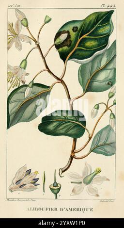 Flore pittoresque et médicale des Antilles, Paris, Pichard, 1821-1829. Plants, West Indies,, A botanical illustration depicting the Aliboufier d'Amérique plant. The artwork features detailed representations of the plant’s leaves, flowers, and fruit, showcasing the intricate textures and structures. At the bottom, smaller sketches highlight various stages of the plant, including its flower and reproductive parts, contributing to a comprehensive understanding of its botanical characteristics. The illustration is labeled with its name in French, emphasizing its significance in herbal studies and Stock Photo