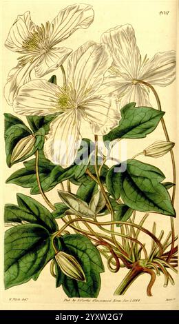 Curtis's Botanical Magazine London, New York Botanical Illustration Botany Periodicals Pictorial Works Plants Ornamental Curtis, The illustration features a detailed depiction of a flowering plant characterized by large, delicate white blooms and vibrant green leaves. The plant exhibits a climbing or trailing growth habit, with curling tendrils that suggest it thrives in a natural, untamed environment. The flowers, with their intricate petal structure, are complemented by rounded buds, hinting at new blossoms yet to open. The naturalistic style highlights the plant's botanical characteristics, Stock Photo