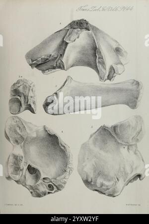 Transactions, of, the, Zoological, Society, of, London, Published, for the, Zoological, Society, of, London, by, Academic, Press, zoology, This illustration showcases a series of detailed drawings of various fossilized bones. The arrangement includes several views, emphasizing the intricate textures and structures of the bones. Each specimen is labeled with numbers for reference, highlighting their unique shapes and characteristics. The scientific focus on the anatomical features suggests a study related to paleontology or comparative anatomy, aiming to convey information about the morphology Stock Photo