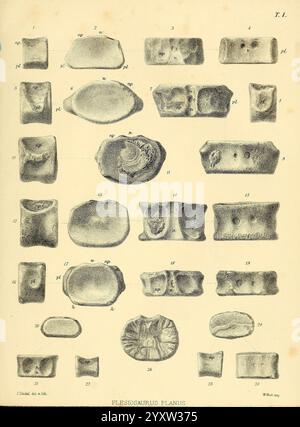 A monograph on the fossil Reptilia of the Cretaceous formations, London, Printed for the Palæontographical Society, 1851-64, Great Britain, paleontology, Cretaceous, reptiles, fossil, A detailed scientific illustration showcasing a variety of fossilized specimens attributed to the species Plesiosaurus planus. The image features a grid of numbered fossils, each displaying unique shapes and textures, representing different parts of the organism. These specimens highlight the diverse morphology of the Plesiosaurus, including details such as surface patterns, edges, and forms. This collection serv Stock Photo