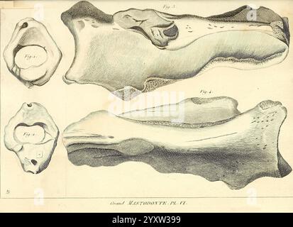 Recherches sur les ossemens fossiles de quadrupèdes Paris Deterville 1812. France Geology Mammals Fossil Paleontology Parisregion Vertebrates Fossil Mammal, This illustration depicts various anatomical bone structures, showcasing detailed representations of vertebrae or similar skeletal elements. Each specimen is presented with precise contouring and shading to highlight the unique features and textures of the bones. The arrangement includes different views, emphasizing the complexity and variation in shape. The accompanying labels provide scientific nomenclature, contributing to an educationa Stock Photo