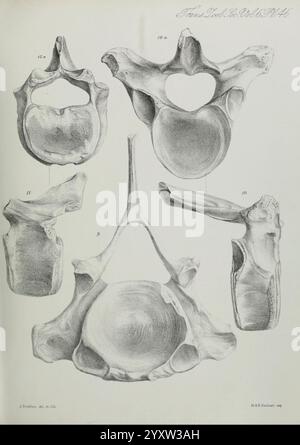 Transactions, of, the, Zoological, Society, of, London, Published, for the, Zoological, Society, of, London, by, Academic, Press, Zoology, This illustration displays a detailed anatomical study of vertebrae, featuring multiple views and perspectives. Each labeled section highlights different aspects and orientations, showcasing the structural complexity of the vertebral elements. The focus is on both the front and back of the vertebrae, emphasizing their shape and structural features, such as openings and articulating surfaces. The clarity of the lines and shading provides insights into the mo Stock Photo