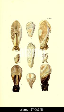 Thesaurus conchyliorum, or Monographs of genera of shells London, Sowerby, 1847-1887, mollusks, pictorial works, shells, A collection of detailed illustrations showcasing various types of shells, each displayed from different angles to highlight their unique shapes and intricate patterns. The drawings emphasize the smooth, curved forms and delicate ridges of the shells, with some depicted upright while others rest on their sides. The variety in size and structure illustrates the diversity found in marine mollusks, inviting closer examination of their natural beauty and complexity. Stock Photo
