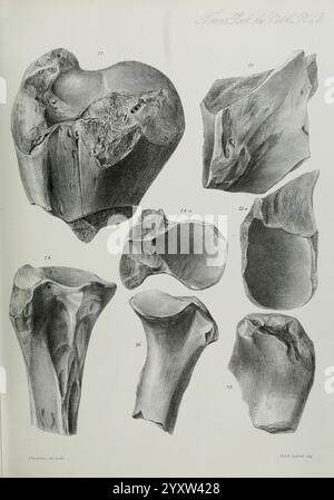 Transactions of the Zoological Society of London, London, Published for the Zoological Society of London by Academic Press, Zoology, A series of detailed illustrations of various bone specimens, showcasing intricate textures and forms. Each numbered bone displays unique characteristics, such as irregular surfaces, curvatures, and joint structures. The specimens include different elements of skeletal anatomy, highlighting the diversity in shape and size. These representations are likely intended for educational purposes, emphasizing the complexity of bone morphology in anatomical studies. Stock Photo