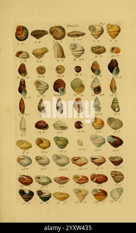 A detailed illustration showcasing a variety of seashells, each ...