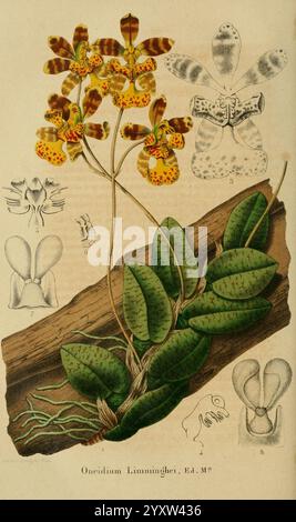 Belgique horticole Liége botany horticulture periodicals plants, The illustration features a beautiful depiction of the Oncidium limminghei orchid, showcasing its intricate yellow and brown patterned flowers that bloom at the top of the stem. Below the flowers, lush green leaves with a textured surface spread out horizontally, resting on a piece of textured wood, emphasizing the plant’s natural habitat. Surrounding the central image are smaller detailed sketches that highlight various anatomical parts of the orchid, including the flower structure and leaf morphology, providing a comprehensive Stock Photo